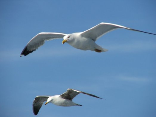 ce057-seagulls7